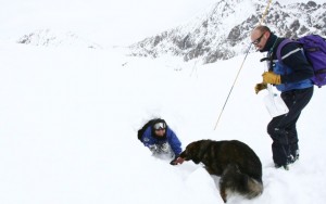 Dans les Alpes, à l’entraînement des chiens d’avalanche de la gendarmerie 001