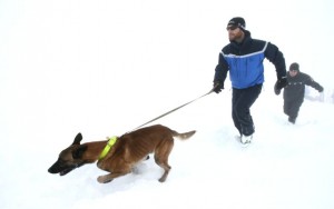 Dans les Alpes, à l’entraînement des chiens d’avalanche de la gendarmerie 002