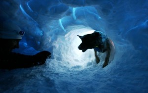 Dans les Alpes, à l’entraînement des chiens d’avalanche de la gendarmerie